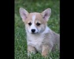 Velški korgi Welsh Corgi Pembroke